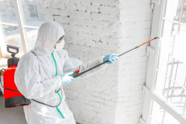 Why You Should Choose Our Mold Remediation Services in Christmas, FL